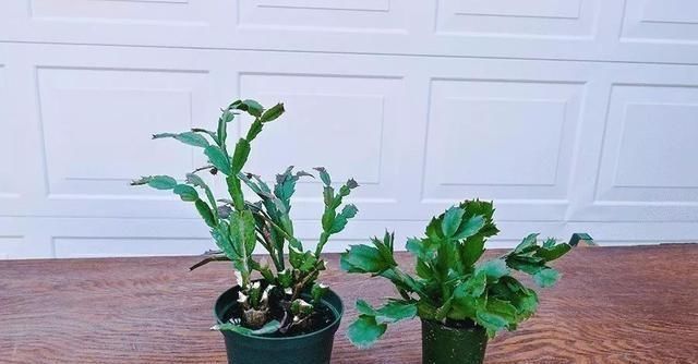 做好这几点,蟹爪兰到了夏天也不怕,轻松度过高温期