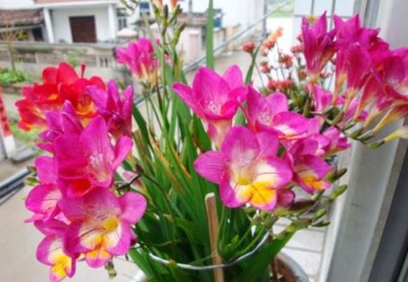香雪兰|闺蜜到我家,发现一种花,爱上了它,15元买一盆,那叫一个“香”