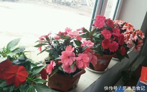 新手养花,不如养盆花中精品“徐妃醉妆”,如秀美妆容,气势磅礴