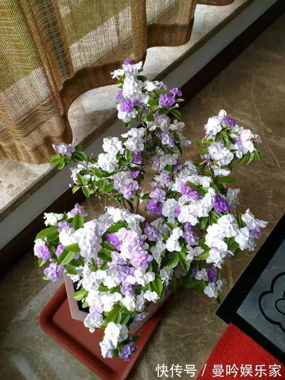 茉莉香|1种花有茉莉香，花儿同时开三色，一开300多天，新手养得好