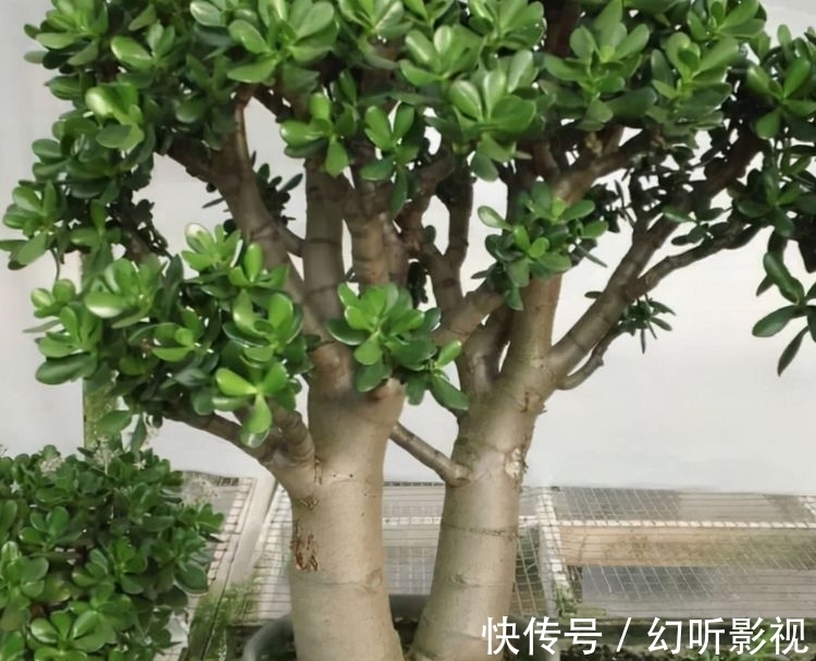冬天养玉树,做好2点,枝肥叶壮、杆子壮实、绿意盎然
