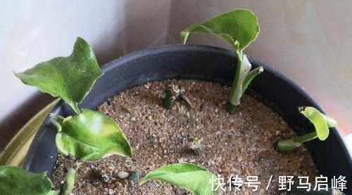 新手养花盆栽土里就掺杂它，土壤不结块，花草不闷根、烂根