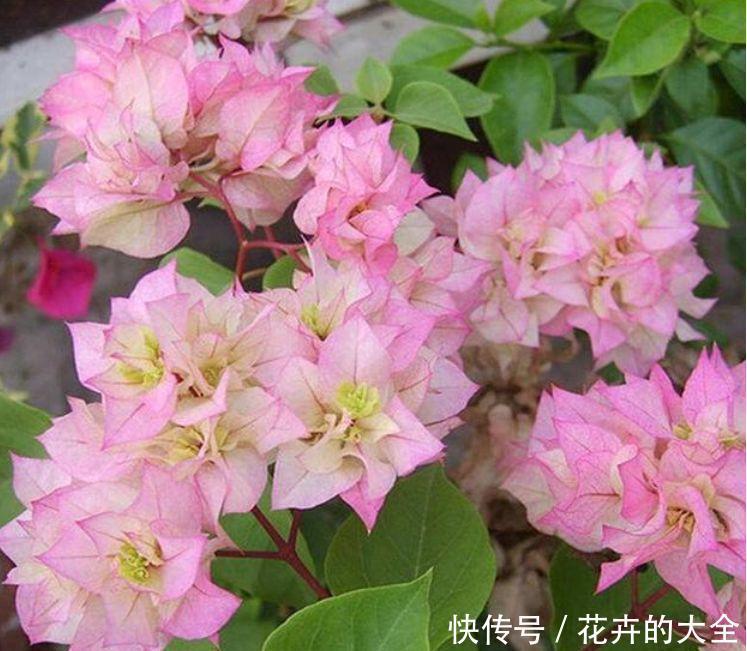 最有仙气的4种花,迷人的花朵,财运爆发,事业风生水起!