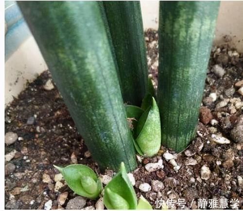 板结|虎皮兰不长新芽,多是犯了3个错误,改正了才能不断冒嫩芽