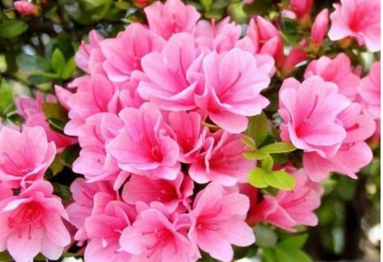 百合花|4种花深受花友的喜欢,开花爆盆很简单,美不胜收,你养了吗