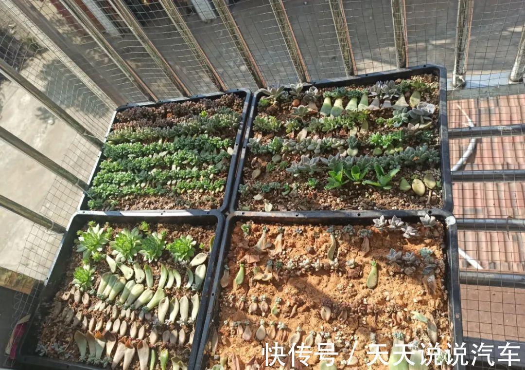 一个多肉小叶片,3个月后养爆盆,咋养的