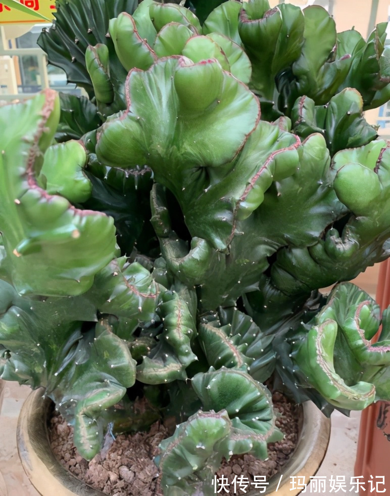 盆栽|别人嫌丑的“玉麒麟”,养家里却镇宅,养10年成“传家宝”