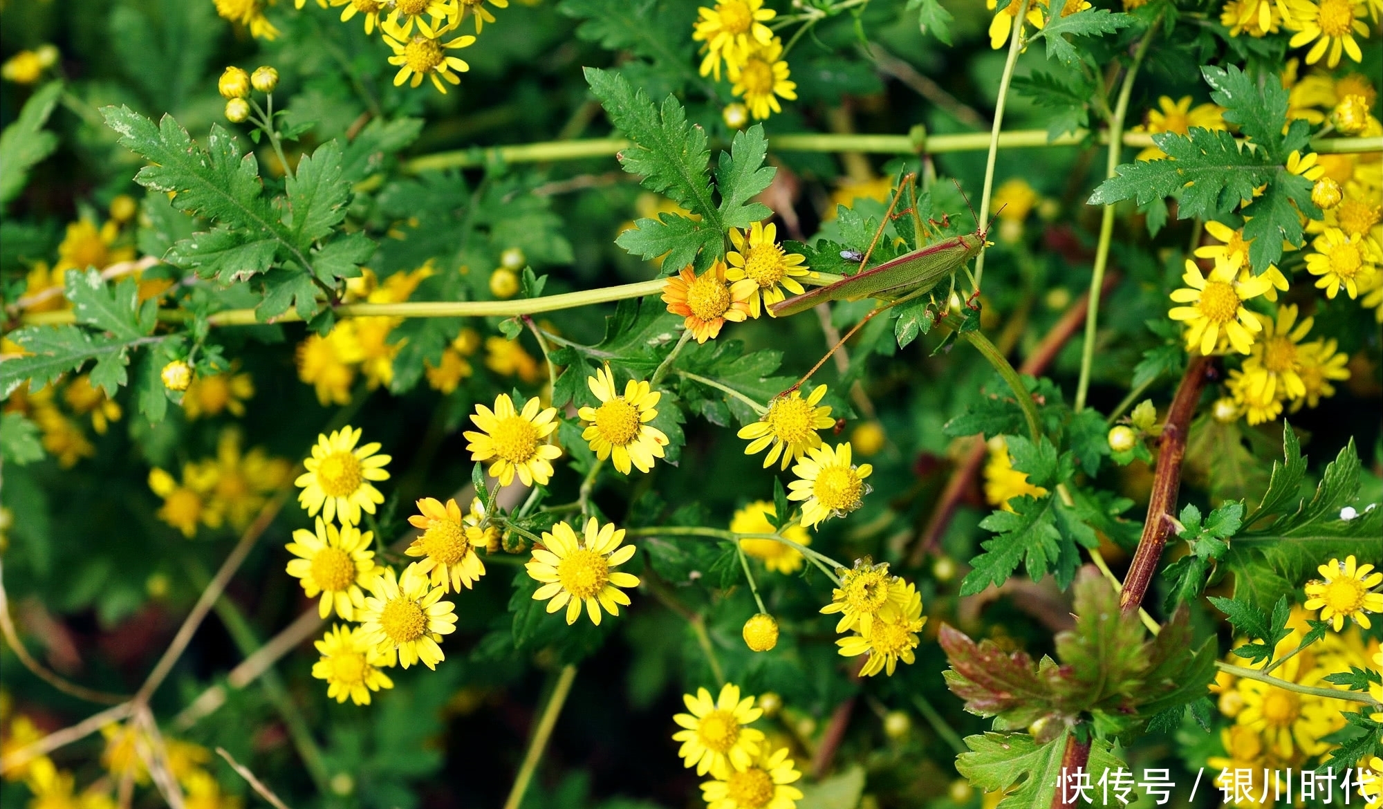 竹林里这种野草,价值很珍贵,叶子是上佳野菜,花泡茶可治失眠
