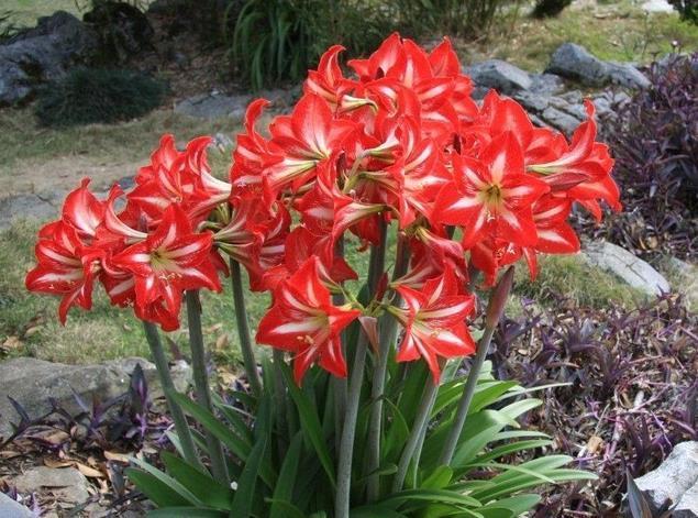 发酵鸡粪、羊粪、蚯蚓粪,到底该选哪一种?看完终于不再迷惑了