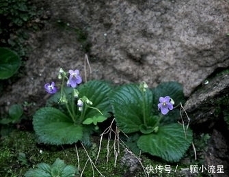  杂草|农村石缝里求生的野草，花开似蝴蝶，农民当杂草，殊不知价值珍贵