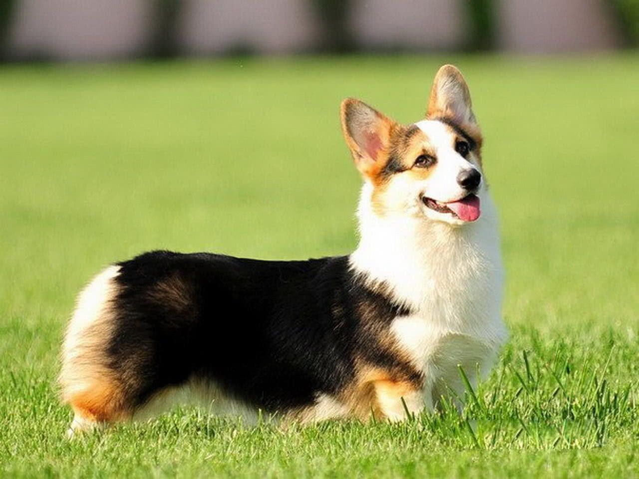 柯基犬活潑可愛還高貴,但不瞭解這些缺點,勸你別養!