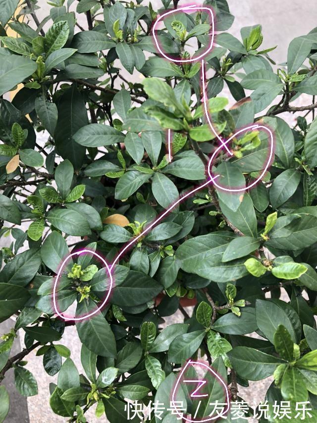 喷雾|栀子花到七月了还不开花怎么办4个催花技巧，迟来的花有惊喜