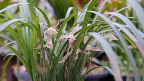 茉莉花|6种北方不适合养的花卉,技术不到位容易死,非高手就不要考虑了