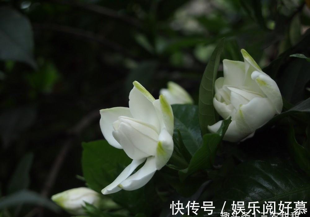 硫酸亚|北方养护栀子花很简单，只需做好以下这几点，开花勤快状态好！