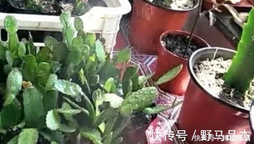 蟹爪兰喷点这个水，叶片杠杠厚，呼呼冒新芽，10年不烂根