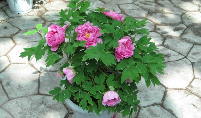 它不是牡丹，却带有牡丹的神韵，居家盆栽，新人就能胜任