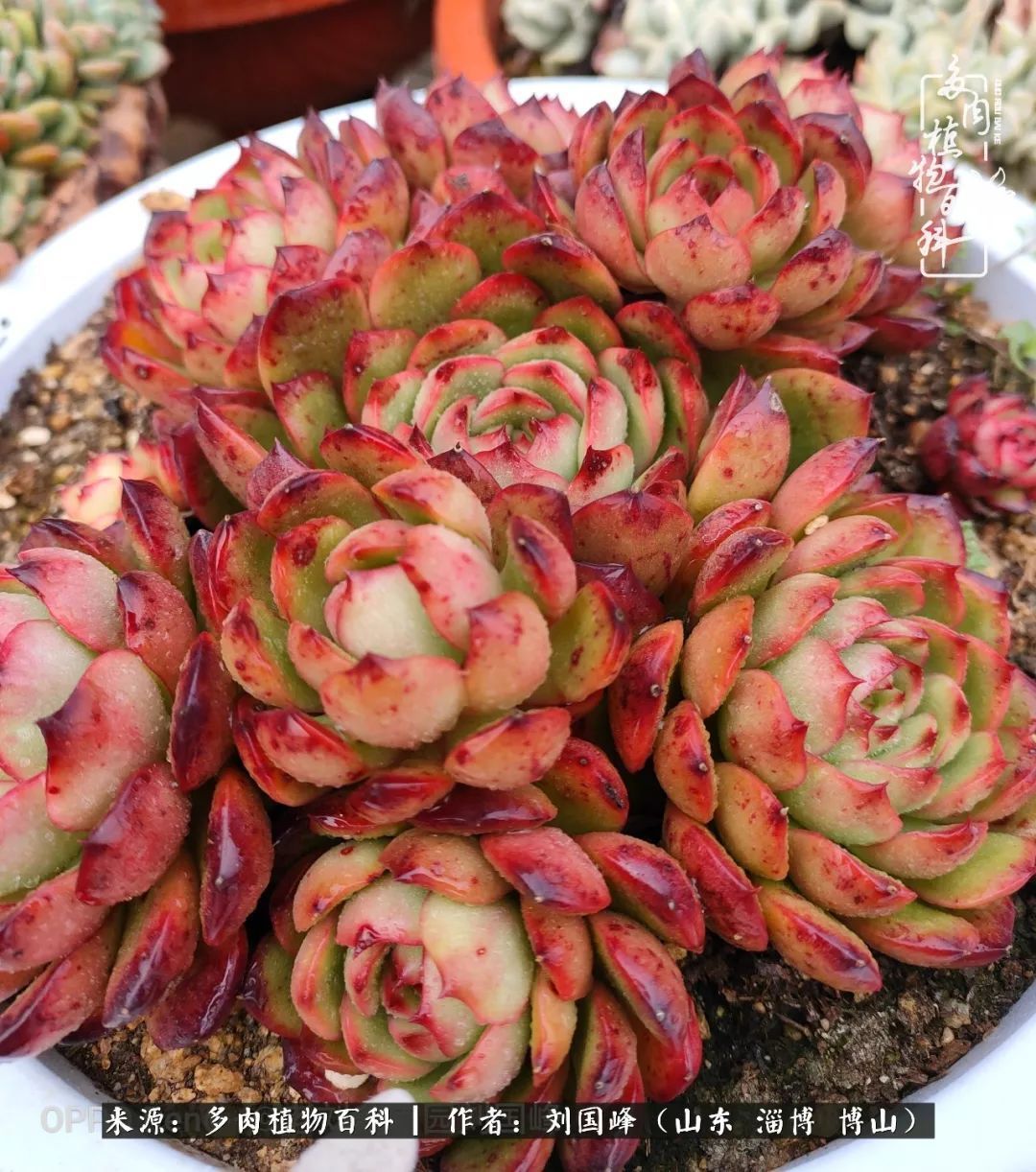 贵的不一定是对的,你的多肉究竟值多少钱附冬季养护攻略!