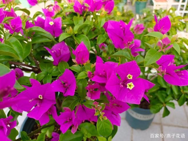 三角梅夏天不爱开花?做好这三点养护,高温天气也能花开满枝