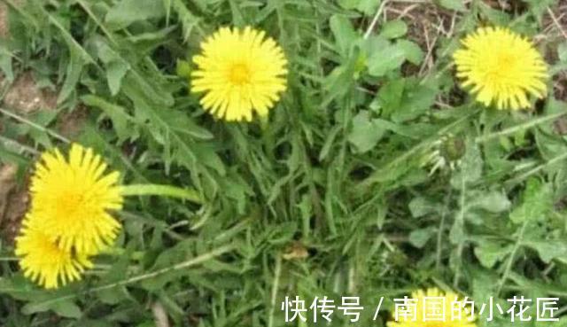 蒲公英|蒲公英和此物一起泡，每天喝一杯，排出毒素，肝也越来越健康