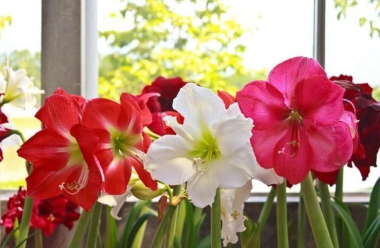 一养就上瘾的“4种花”,被称为花卉界的劳模,开花漂亮一年不停