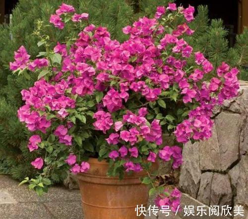 米兰花米兰花|家里就养4种花，耐旱又耐晒，花开就爆盆，一年四季都赏花