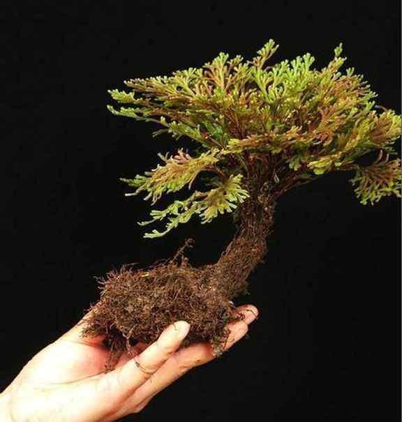 长在“山坡”上的“传奇”野草，挖一棵养家里，越养越值钱！