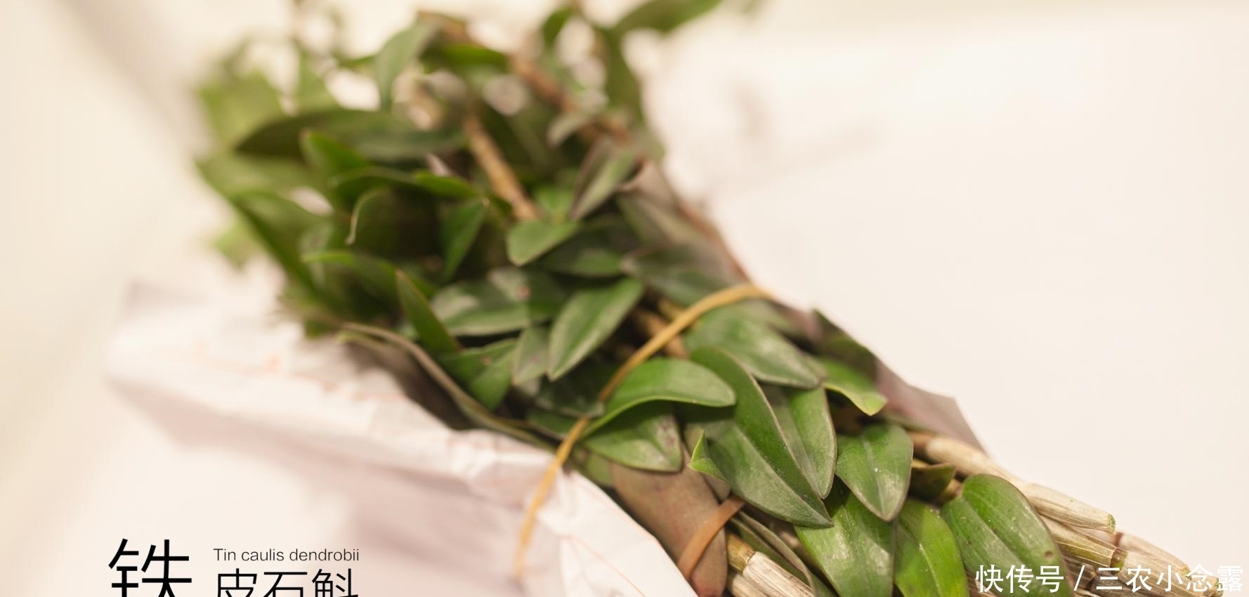 人群|铁皮石斛功效全面, 适宜人群你在其中吗?