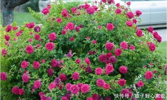 院子|这花很好看,院子阳台都能养,2年长一片,见的人都拍照发朋友圈!