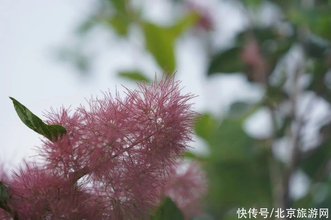 预约|翠隐鸣蝉，牵牛绕篱，来百望山采撷浅秋山光吧~