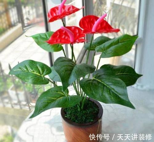 3种盆栽花卉,好养又大气,家里养一盆,旺财也镇宅!