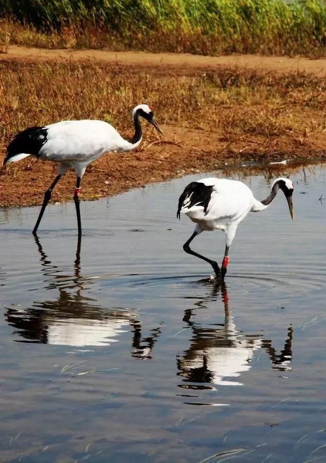 中国最美六大沼泽湿地,养在深闺无人识,去过的都惊叹不已