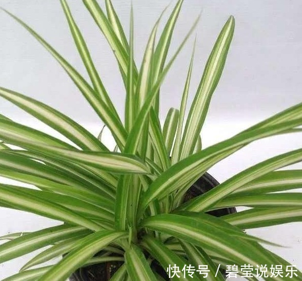 误区|给吊兰浇水,避开这两个“小误区”,叶子翠绿,轻松养爆盆!