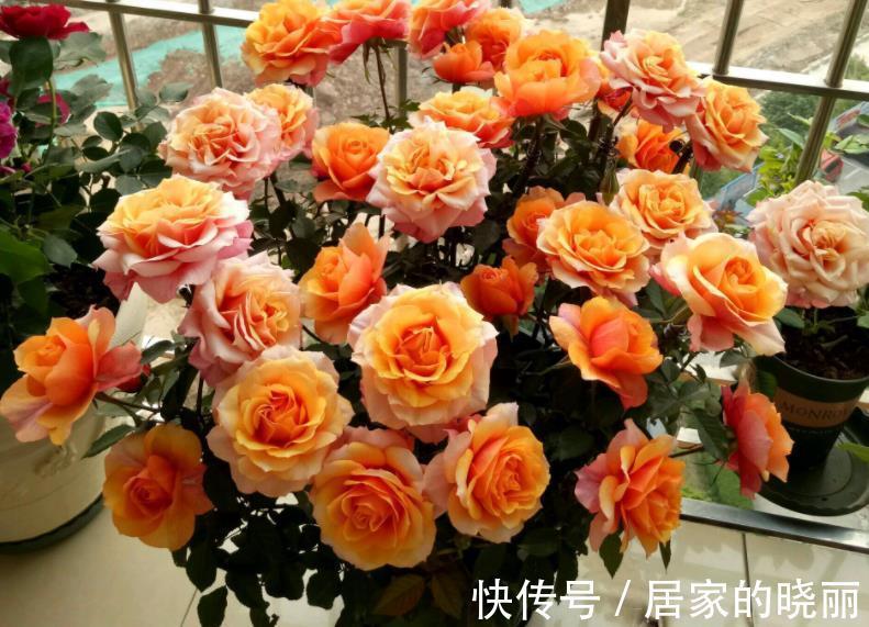 盆栽|此款微型月季四季开，1次维持1个月，是开花机器里的“劳模”