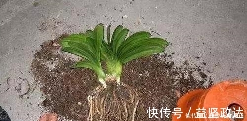 浇水|花卉换盆时,这些没做好,就等于白换了