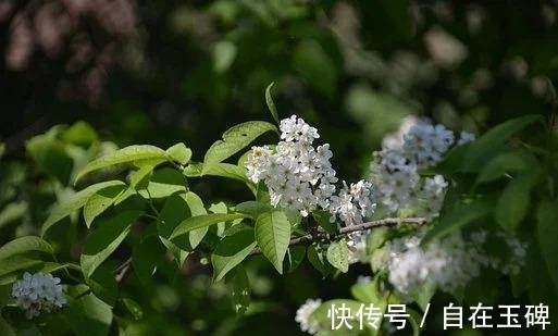 生肖兔|还有四周，念今生，前缘难断，突然醒来，默契依旧，相约厮守万年