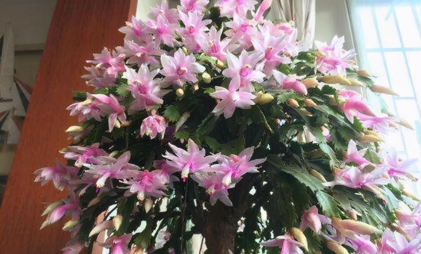 养蟹爪兰,土里加点“料”,叶片厚实硬邦邦,奋力开花一百朵