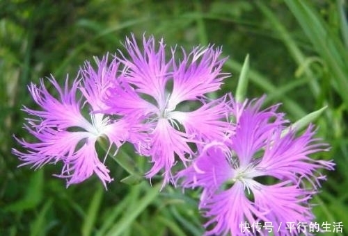 农村|农村人视而不见的野花,有破血通经的功效,是中医眼中的宝贝