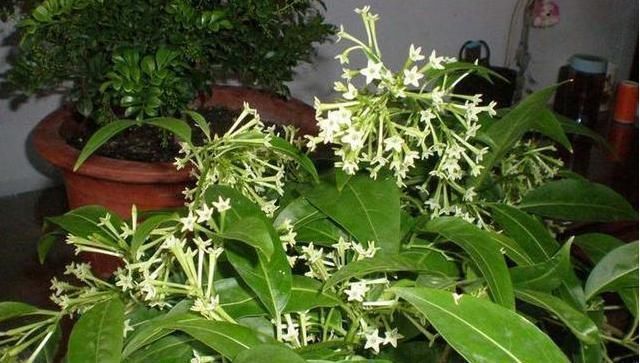 夜来香夜来香|养花要“留心”,这4种花万万别养,个个是“毒花”,白送也别要