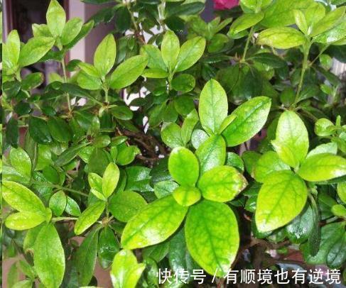 月季花杜鹃花栀子花总是养不活教你一招,连开3个月!