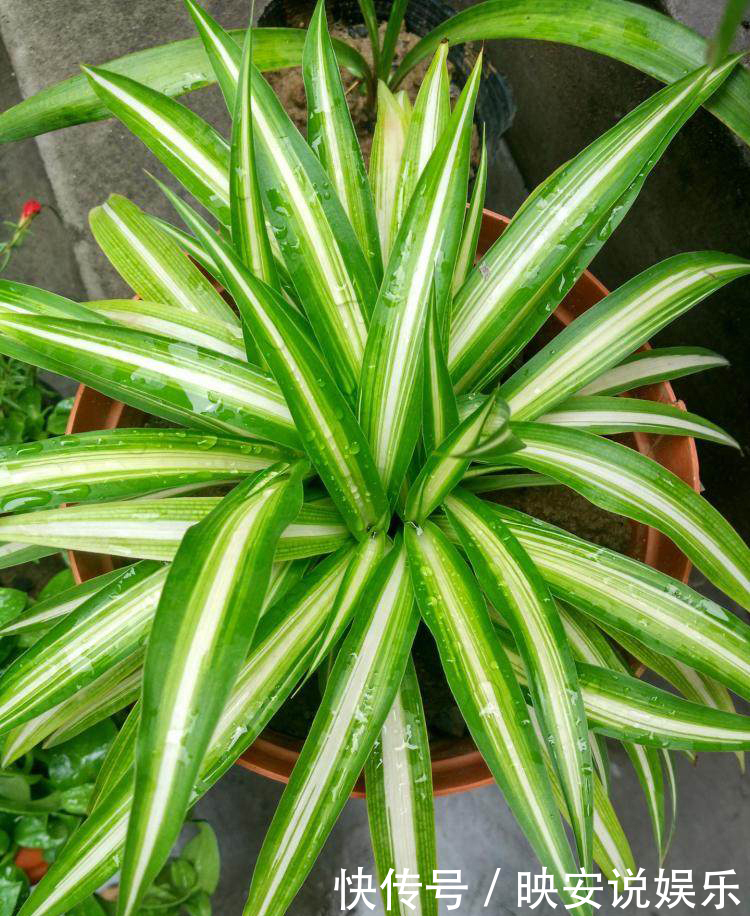 光照|吊兰“干尖黄叶”，注意3个方面“不达标”，别忽视！