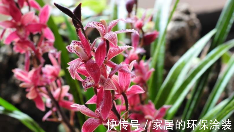 强光|养兰花一定要晒太阳？其实并不绝对，来看看老花匠怎么说