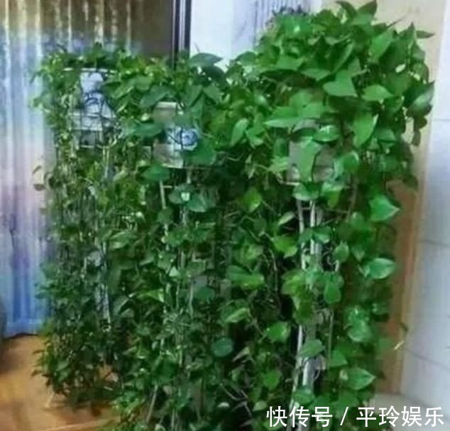 人养花,花也养人,3种花养家里,直接爆成绿瀑布,非常漂亮