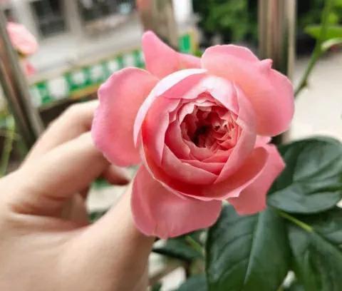 千万注意，南方不适合种藤本月季，选择夏日花火，才能开满花