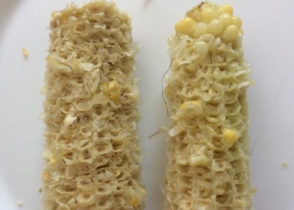 花卉|“玉米棒”还在扔往盆里一塞，等于“促花激素”，花开爆不停