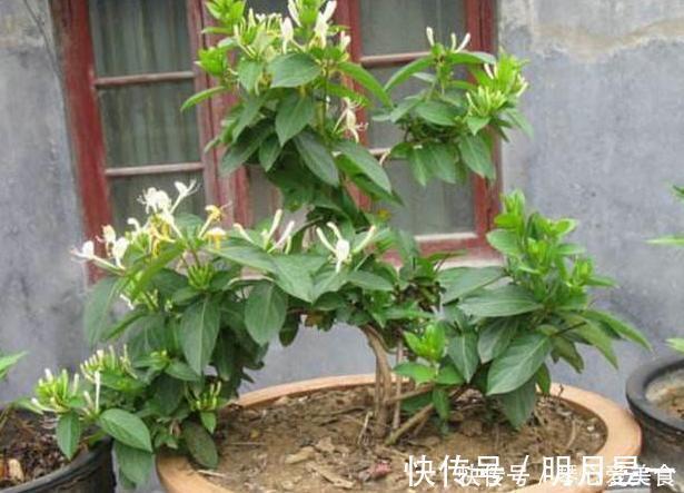 喜欢盆栽这3款植物就赚大了，既能观赏又能治病，堪称天然药箱