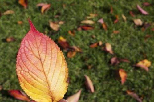 中药名方剂|秋季养肺的1个中药名方剂，还有2类食物，为你的秋季保驾护航