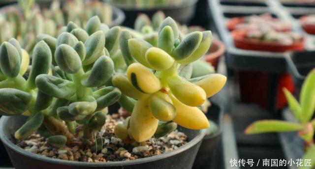 照顾|没有时间照顾多肉盆栽?不怕,这么“懒着养”反而容易出状态!