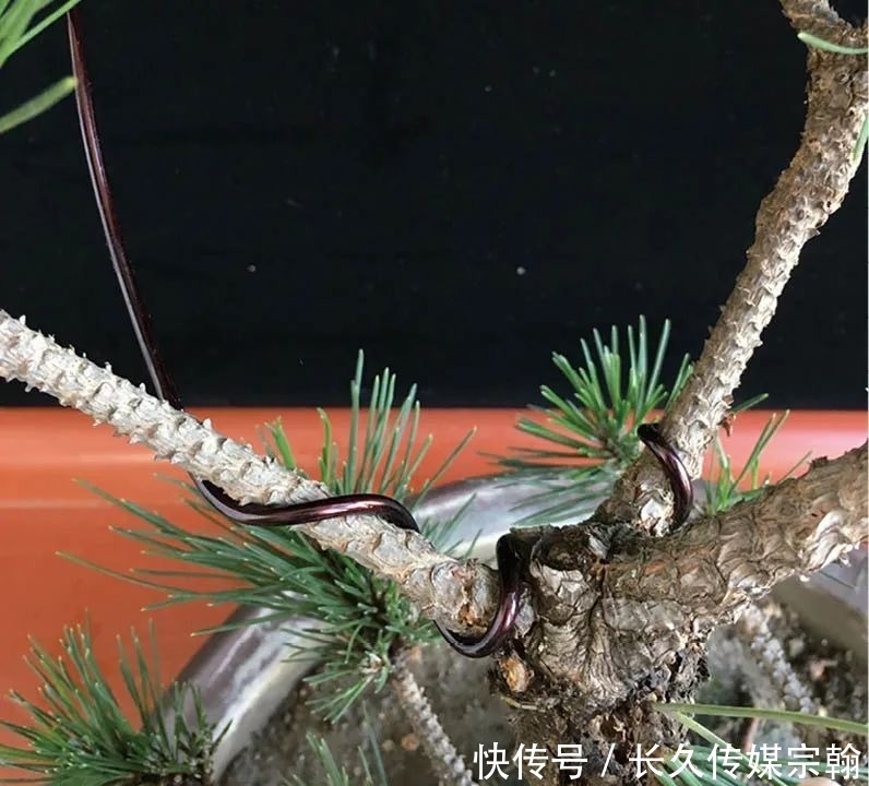 用普通花草树木来“练手”,经蟠扎,立马显现盆景造型的魅力!