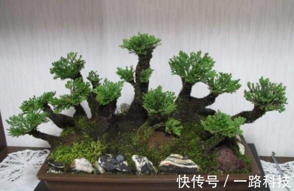 九死还魂草|小哥上山发现“1种野草”,做成盆景一盆卖500元,看到要珍惜