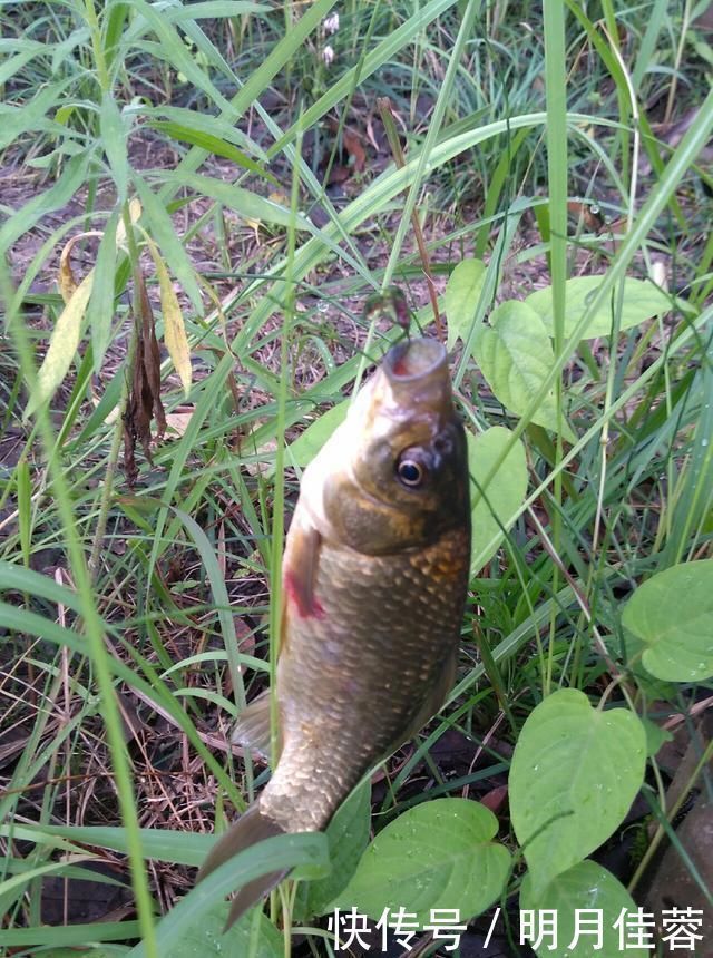 西南风|野钓小技巧浮漂做一个小改动,惊鱼几率大降